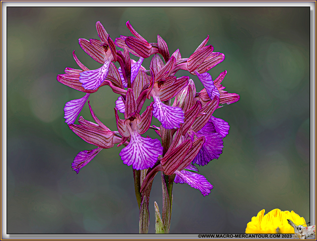 Orchis Papillon
